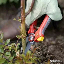 月季花开，春日眼福