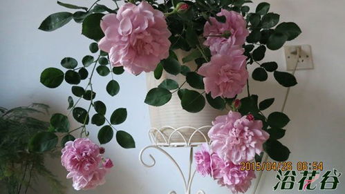 蓝色阴雨月季的花期探秘