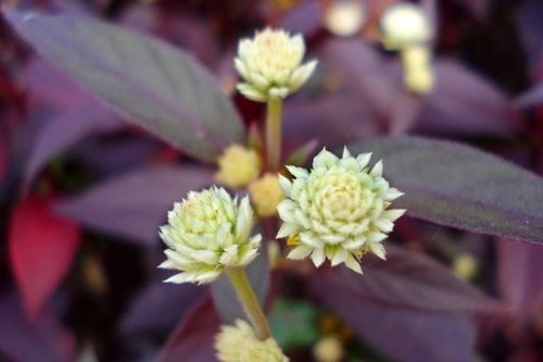 小学种哪些花和草？附种植指南的30种植物图鉴大揭秘！