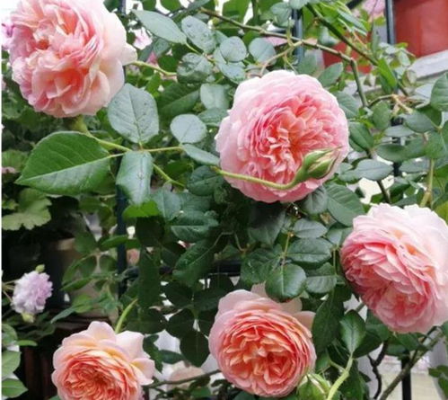 月季：花姿优美， 绿叶茂盛