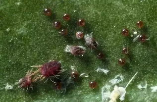 甲维盐的威力：不只是杀虫剂那么简单