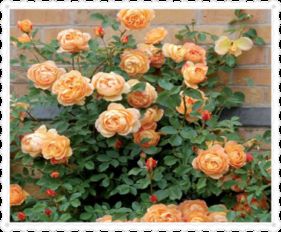 月季种植， 小苗要用营养钵