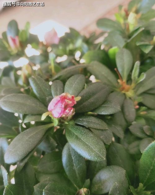 杜鹃花在山东地区室外种植的疑问解答