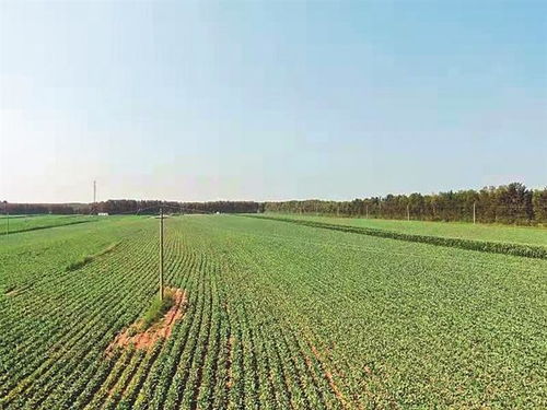 种植药材：一条通往年省5万的财富之路？