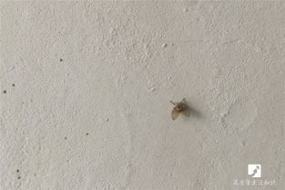 花土里飞虫怎么杀？一招见效