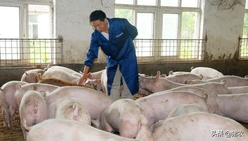 冬暖式养猪圈建造要点：保温隔热