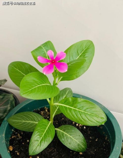 花叶寒月夜换盆后持续落叶，原因何在
