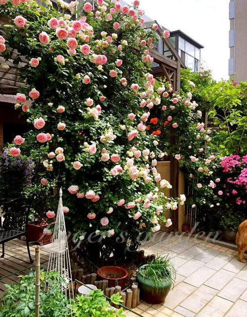 梦幻淡紫色月季：优雅的紫色梦境