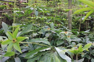 出苗时间分三六九等