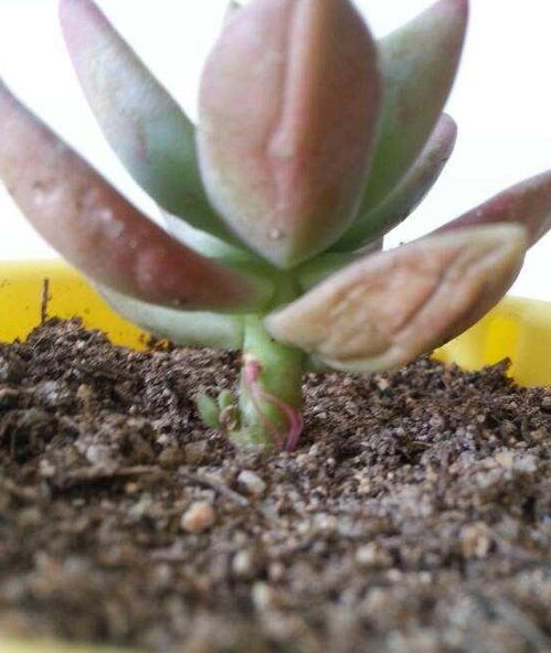 “木枝嫁接多肉，能否绽放新生命