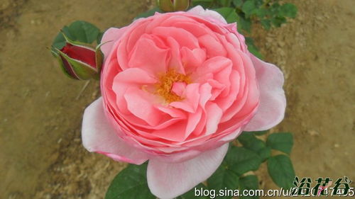 适合哪些气候和土壤？