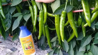 如何使用除草剂？