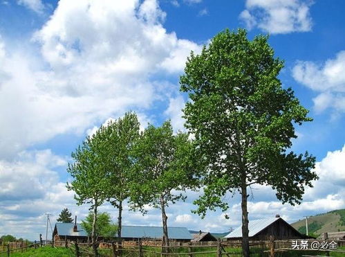 2024年绿化树行情乱谈