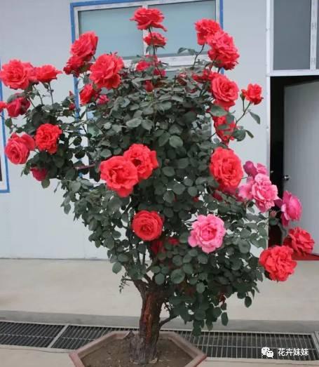 修剪之后施肥，促进伤口生长