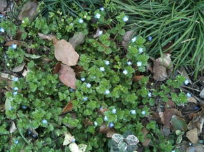 亲身验证：蓝花植物缓解风湿痛