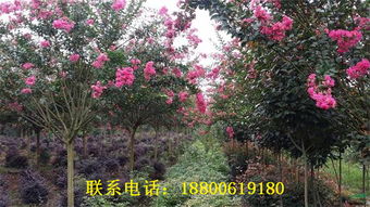 紫薇树苗价格的奥秘：揭秘影响价格的因素