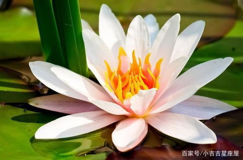 荷花代表生肖龙，它代表着什么品质