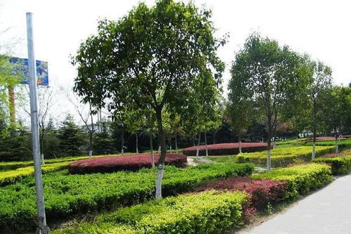 花草的功嫩性需求