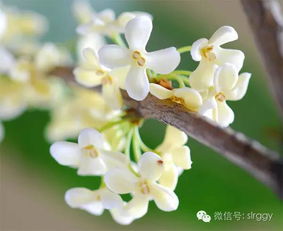 Sweet Osmanthus