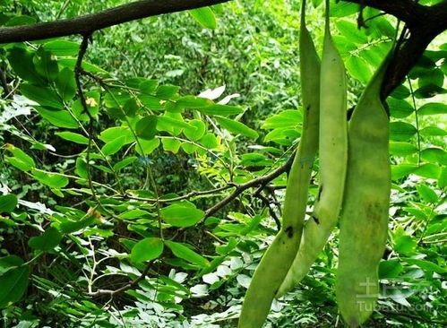 皂角树的开花之谜