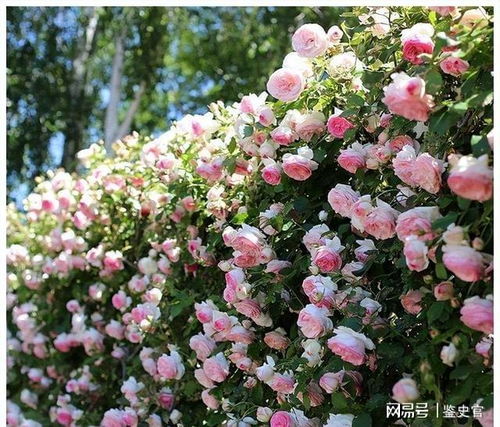 株距要依据造型而定