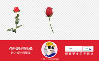 红玫瑰：爱情之花，浪漫表白必备！