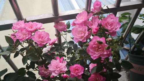 种植紫红微月月季，季节是个啥讲究