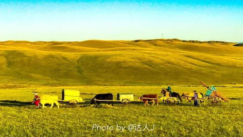应对盐碱地的“碱茅”