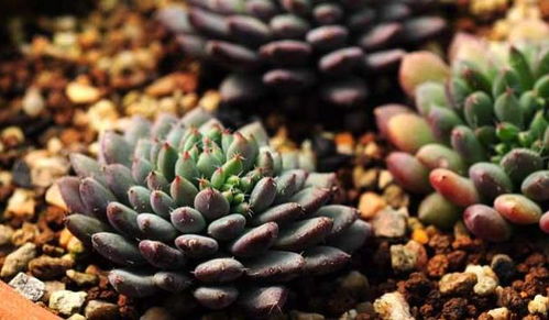 春羽，不怕水，控根盆是神器