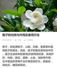 水栀子收购厂家联系方式揭秘