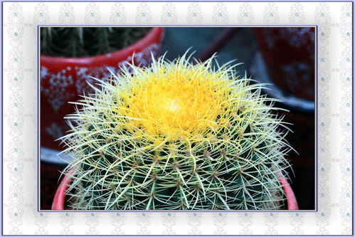 骆驼刺的经济转化