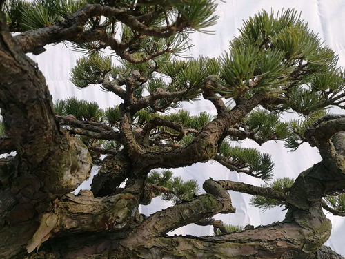 柏树盆景种植的土壤选择