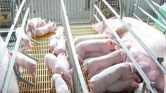 仔猪初乳怎么吃才Neng早吃多吃吃得好？