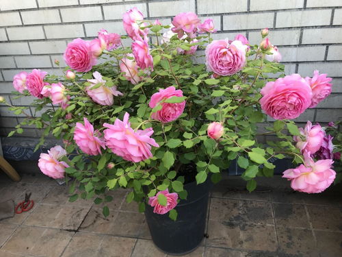 重剪与生根粉的使用