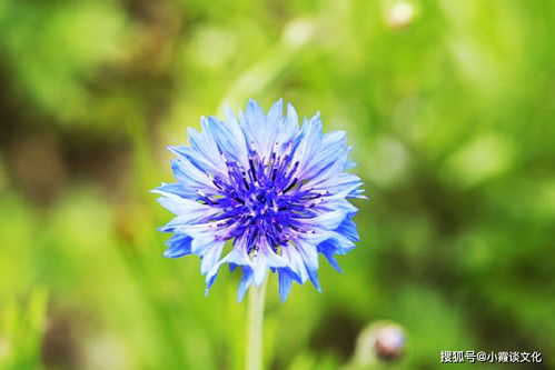 无忧花之美中，赏花时的快乐和寓意