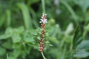 种活秘籍：戈壁滩上的生存课