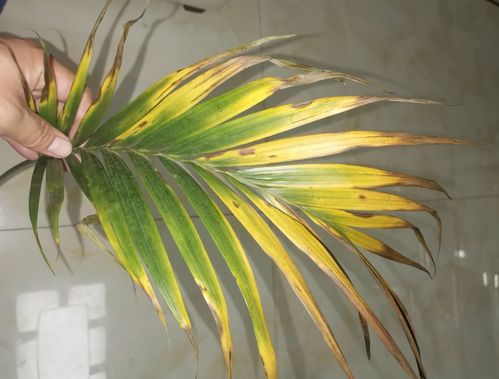 养成老桩：散尾葵变成老桩的秘诀