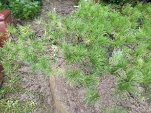 播种紫薇种子的技巧