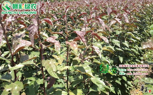 一、海棠网蝽是个啥东西？