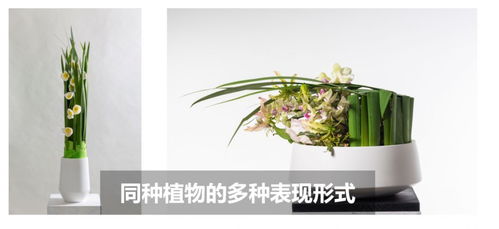 百香果育苗一年终爬藤