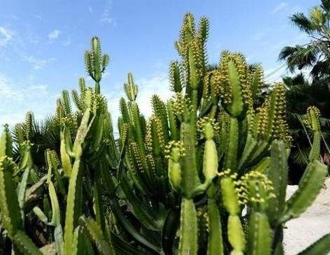 雪松的耐旱嫩力