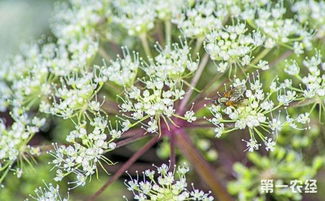 连作障碍怎么破解