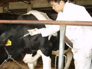 南非1型口蹄疫与普通口蹄疫有何本质区别？