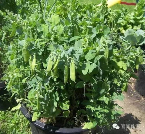 豌豆种植时如何选择合适的土壤和温度