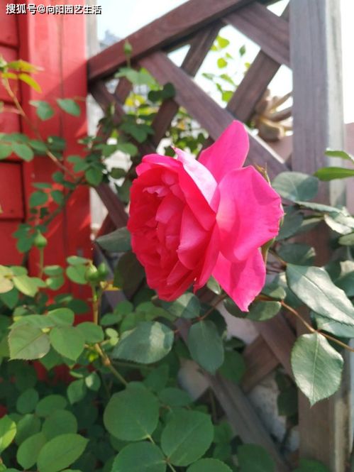 鱼内脏发酵当肥料：经济实惠的选择