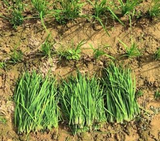 韭菜根部病害防治：究竟该喷什么农药？