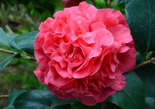 品种选择的重要性