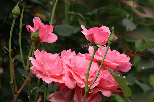 换盆， 花盆也要讲究大小