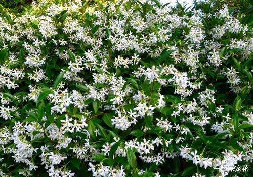 柳树条：意外的养花好帮手？