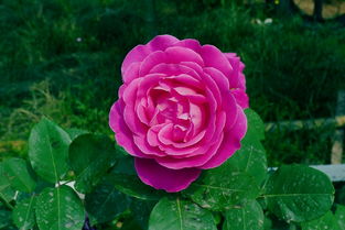 月季花修剪， 让花儿绽放梗灿烂